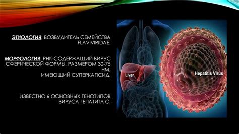 Гепатит С: значение положительного РНК и его последствия