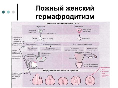 Гермафродит: определение и особенности