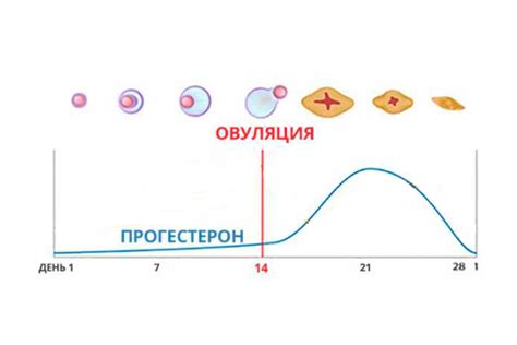 Гестаген: роль гормона у женщин и его значение для организма