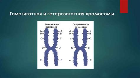 Гетерозиготная и гомозиготная трисомия