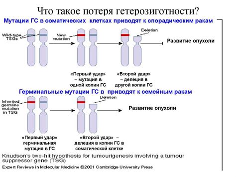 Гетерозиготная мутация: суть и проявления