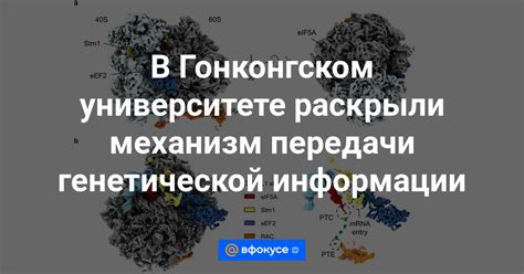 Гетерозиготное носительство: суть и механизм передачи генетической информации