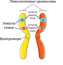 Гетерозиготность в генетике