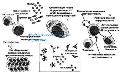 Гетерологические вакцины и сыворотки: сущность и эффект