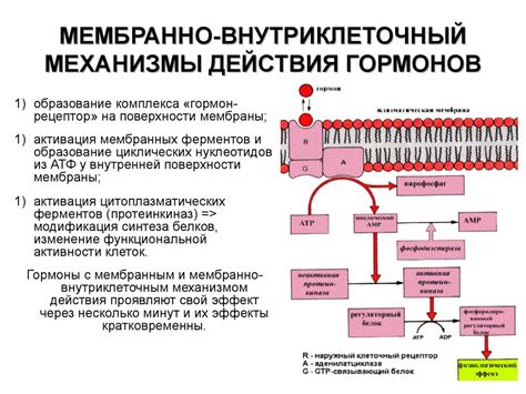 Гетероплазмия: суть и механизмы действия