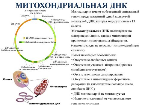 Гетероплазмия митохондриальной ДНК