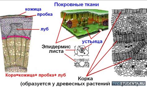 Гипоаллергенность покровной ткани