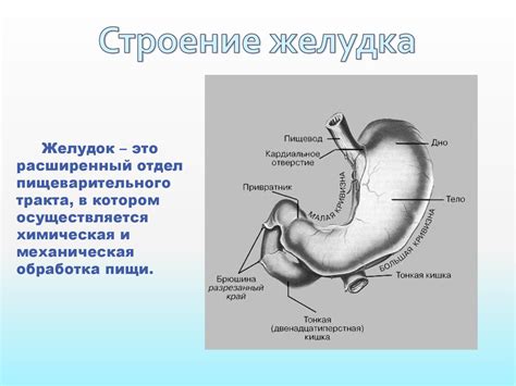 Гипоацидное состояние желудка