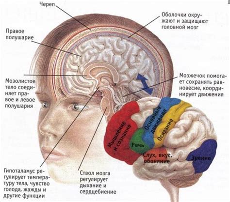 Гиподенсная зона головного мозга: особенности и последствия