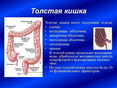 Гипокинезия толстой кишки: что это такое?