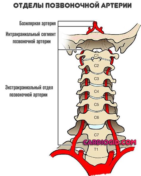 Гипоплазия левой па: понятие и риски