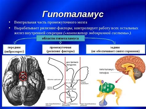 Гипоталамус: контроль за соном и бодрствованием