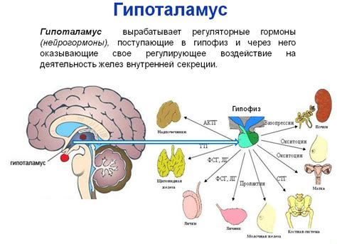 Гипоталамус – эндокринный контроллер