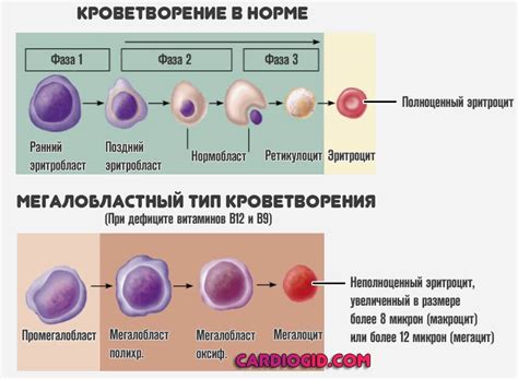 Гипотезы и исследования о причинах микроцитоза у женщин