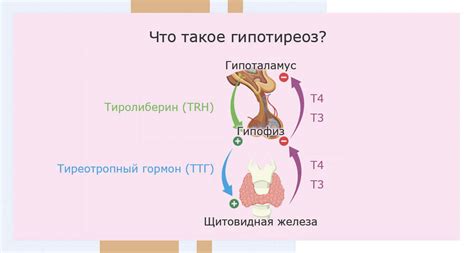 Гипотиреоз и влияние на уровень триглицеридов