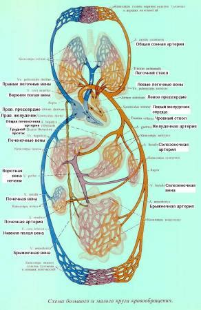 Гипотония венозной сети