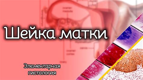 Гистология шейки матки: ключевая роль в гинекологии