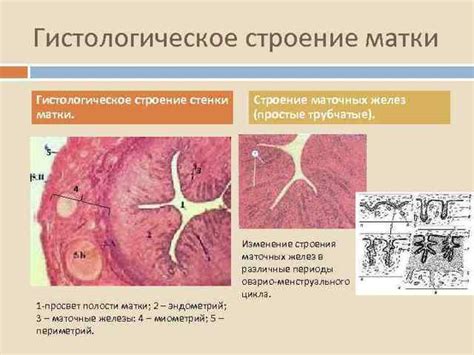 Гистология эндометрия матки: значимые показатели