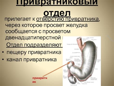 Главные факторы, способствующие деформации привратника желудка