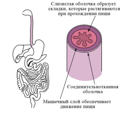 Гладкие мышцы пищевода