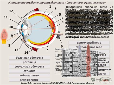 Глаза санаку: определение и сущность