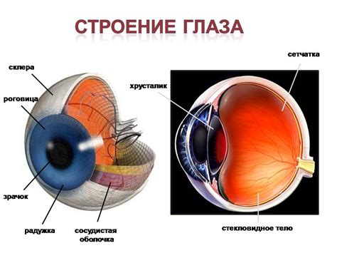 Глазная анатомия и функции