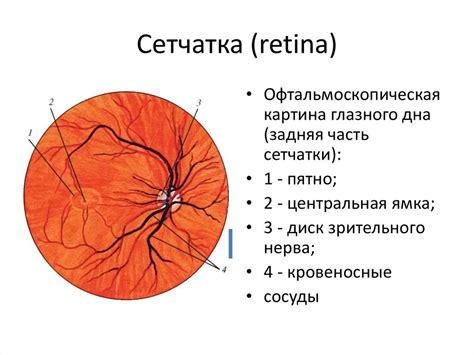 Глазное дно и его значение для зрения