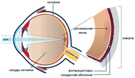 Глаз макула: что это такое