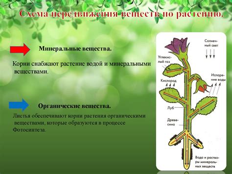 Глациальные процессы: в чем состоит явление сковывания ледом?