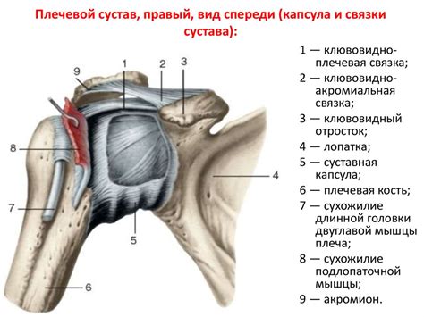 Гленоид плечевого сустава: адаптивные свойства и эволюция: