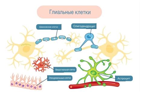 Глиальные клетки: определение и особенности