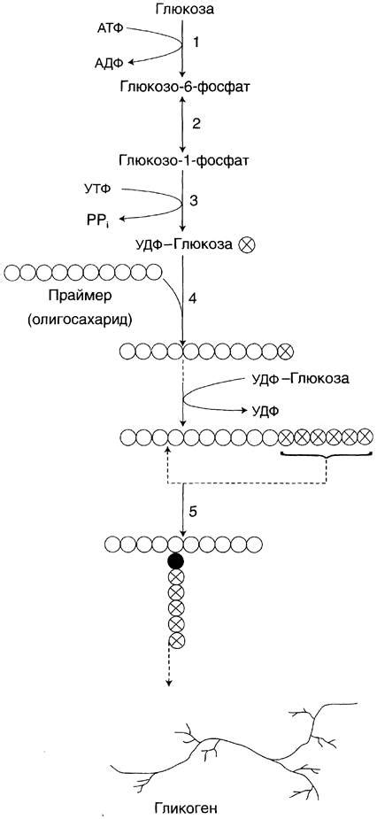 Гликоген: простыми словами и значение