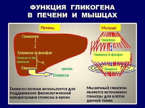 Гликогенолиз: разрушение гликогена в мышцах и печени