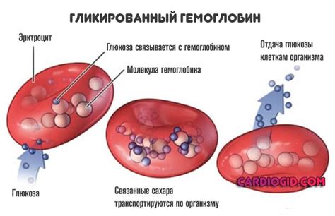 Гликозилированный гемоглобин и его связь с здоровьем