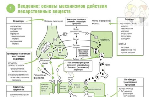 Глицерин жидкий: механизм действия на нервную систему