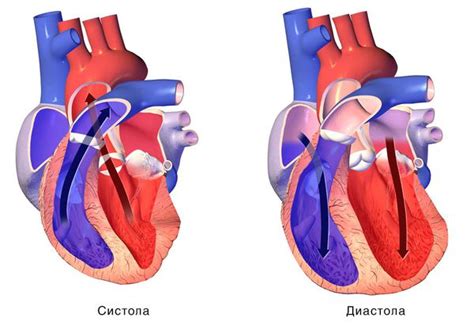 Глобальная сократительная способность миокарда сохранена