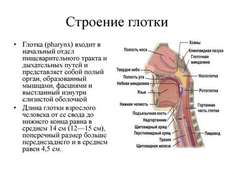 Глотка и шея: в чем отличие?