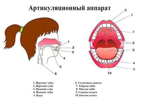 Глубокая артикуляция и дикция