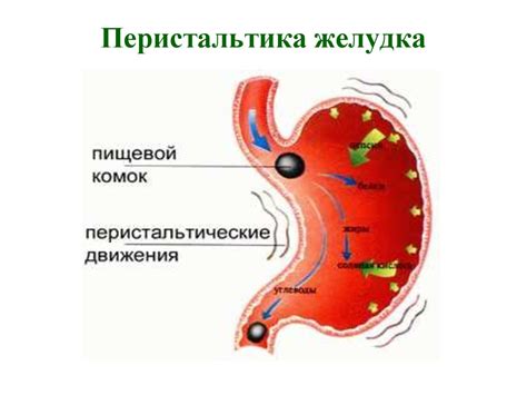 Глубокая перистальтика желудка