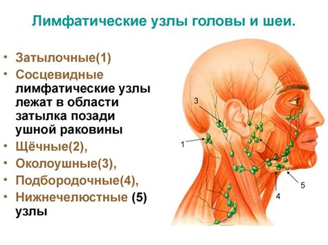 Глубокие шейные лимфатический узлы и их роль