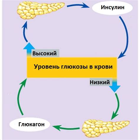 Глюкагон и жировые клетки: взаимосвязь и влияние на вес