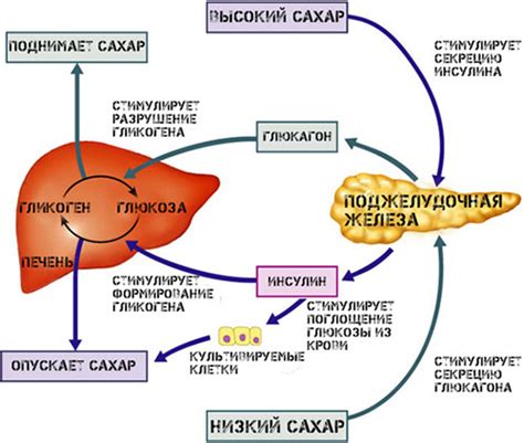 Глюкоза: процесс ее образования и влияние на организм