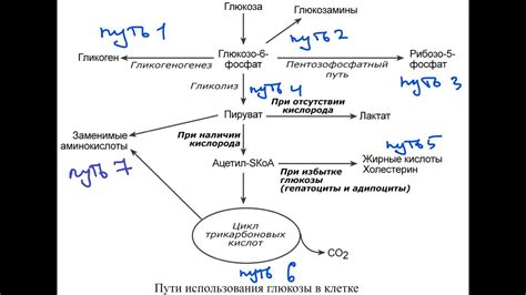 Глюкоза для котят: зачем и какая польза?