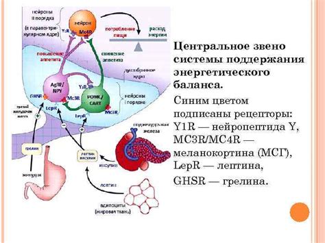 Глюкоза для поддержания энергетического баланса