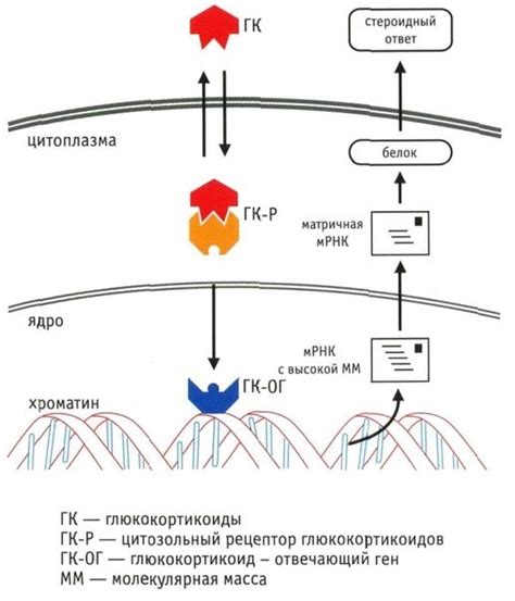 Глюкокортикоиды: определение и компоненты