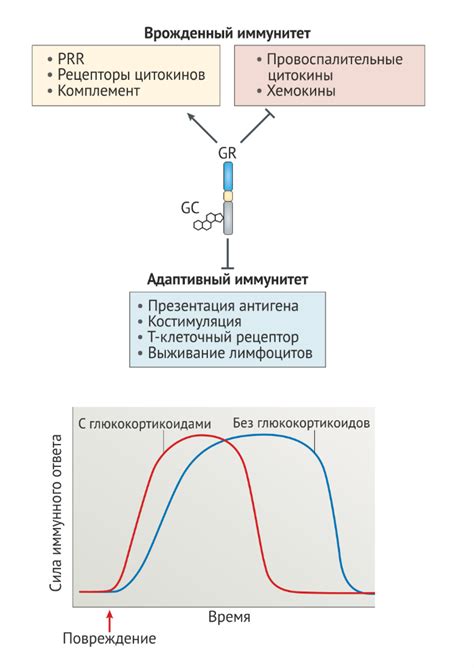 Глюкокортикостероиды: влияние на иммунную систему