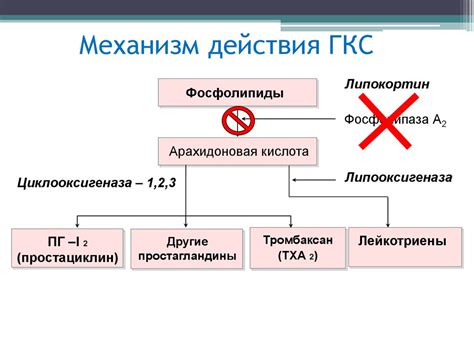 Глюкокортикостероиды: роль в организме и механизм действия