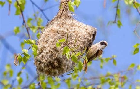 Гнездо на иве: загадочное жилище птицы