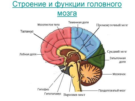 Головной мозг: дезорганизованная активность и ее последствия