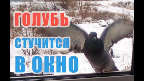 Голубь стучит в окно